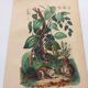 Antique plate from 1839 - Pepper tree - Botanical engraving hand-colored from nature
