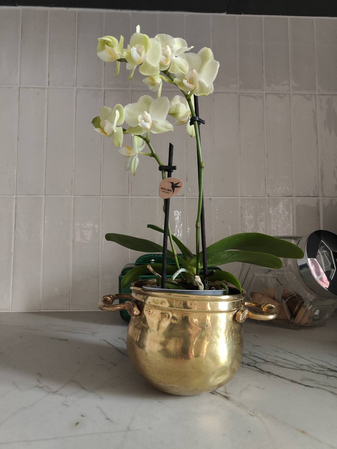 Plant pot