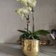 Plant pot