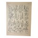 Gravure ancienne 1922, Flore de prairie, plante sauvage, fleur • Lithographie, illustration original