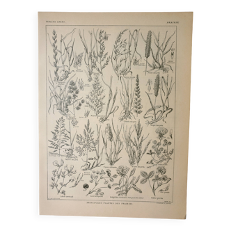 Antique engraving 1922, Meadow flora, wild plant, flower • Lithograph, original illustration