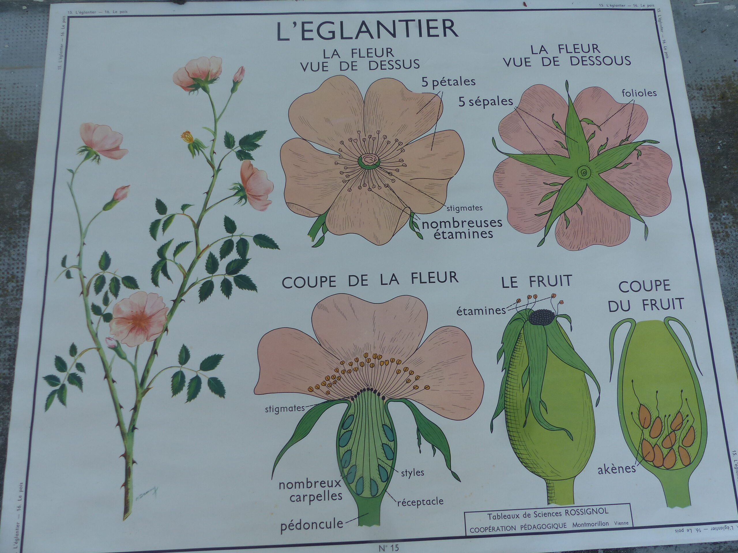 Botanical board