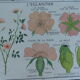 Planche de botanique