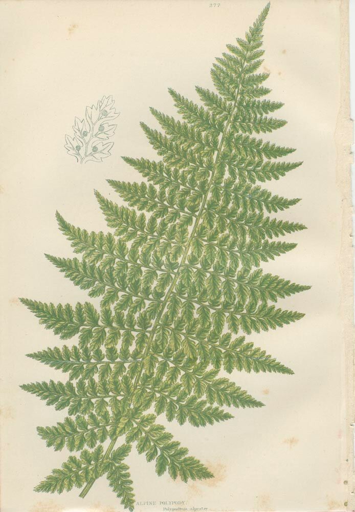 Deux planches botanique de fougères, polypode rigide à trois branches, polypode alpin