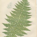 Two botanical plates of ferns: three-pointed rigid polypode, alpine polypode