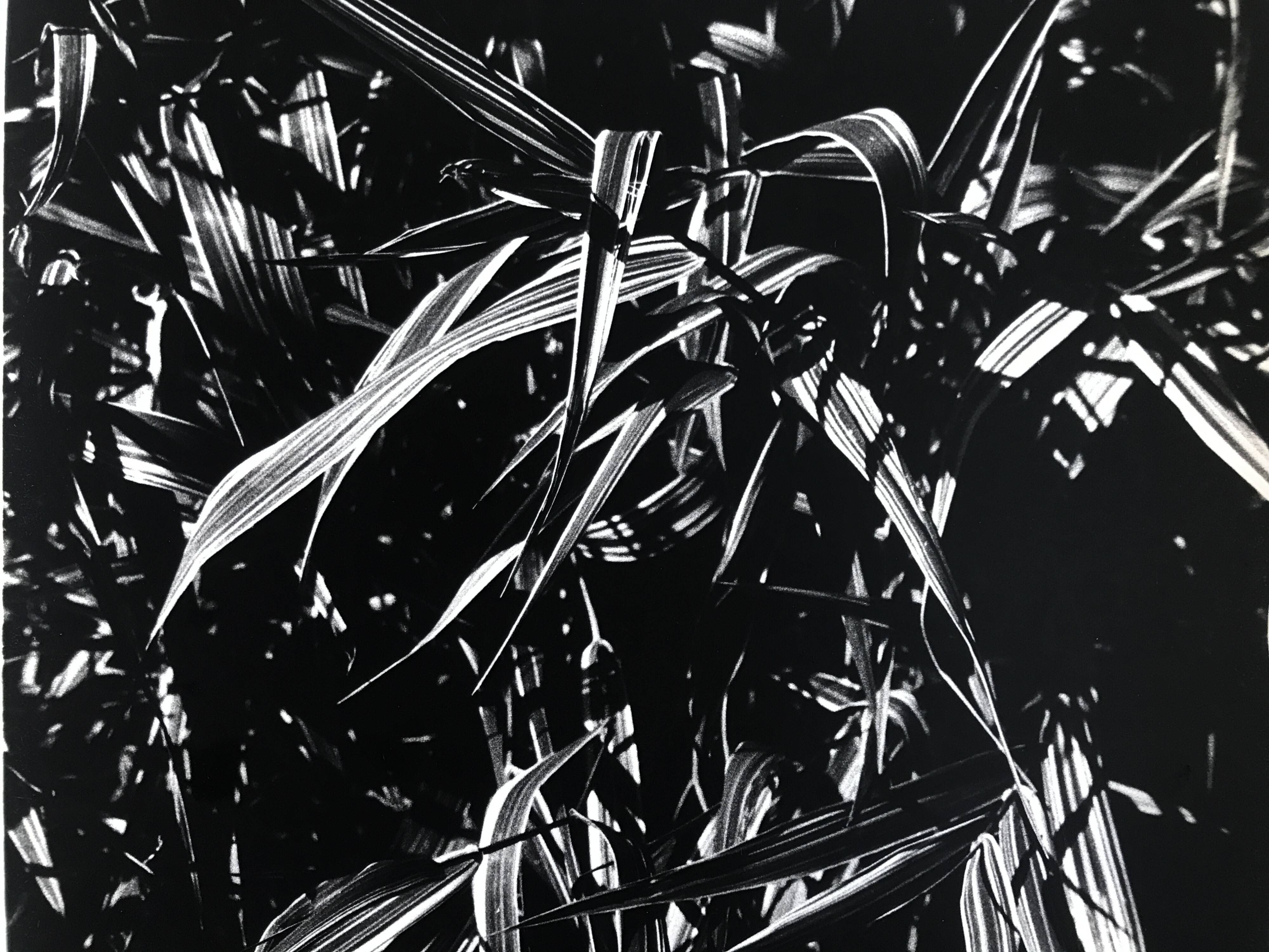 Rosine NUSIMOVICI, Untitled (Poacea I), 1980. Black and white silver print