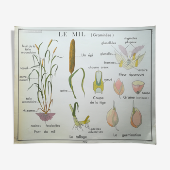 Rossignol pedagogical poster "Corn and millet" vintage.