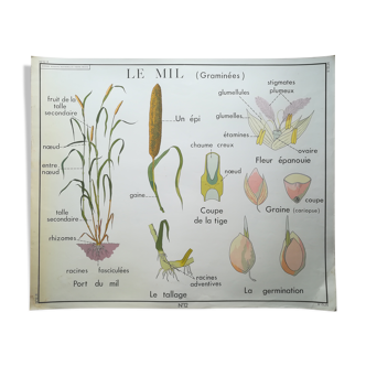 Affiche pédagogique Rossignol "Le maïs et le mil" vintage.
