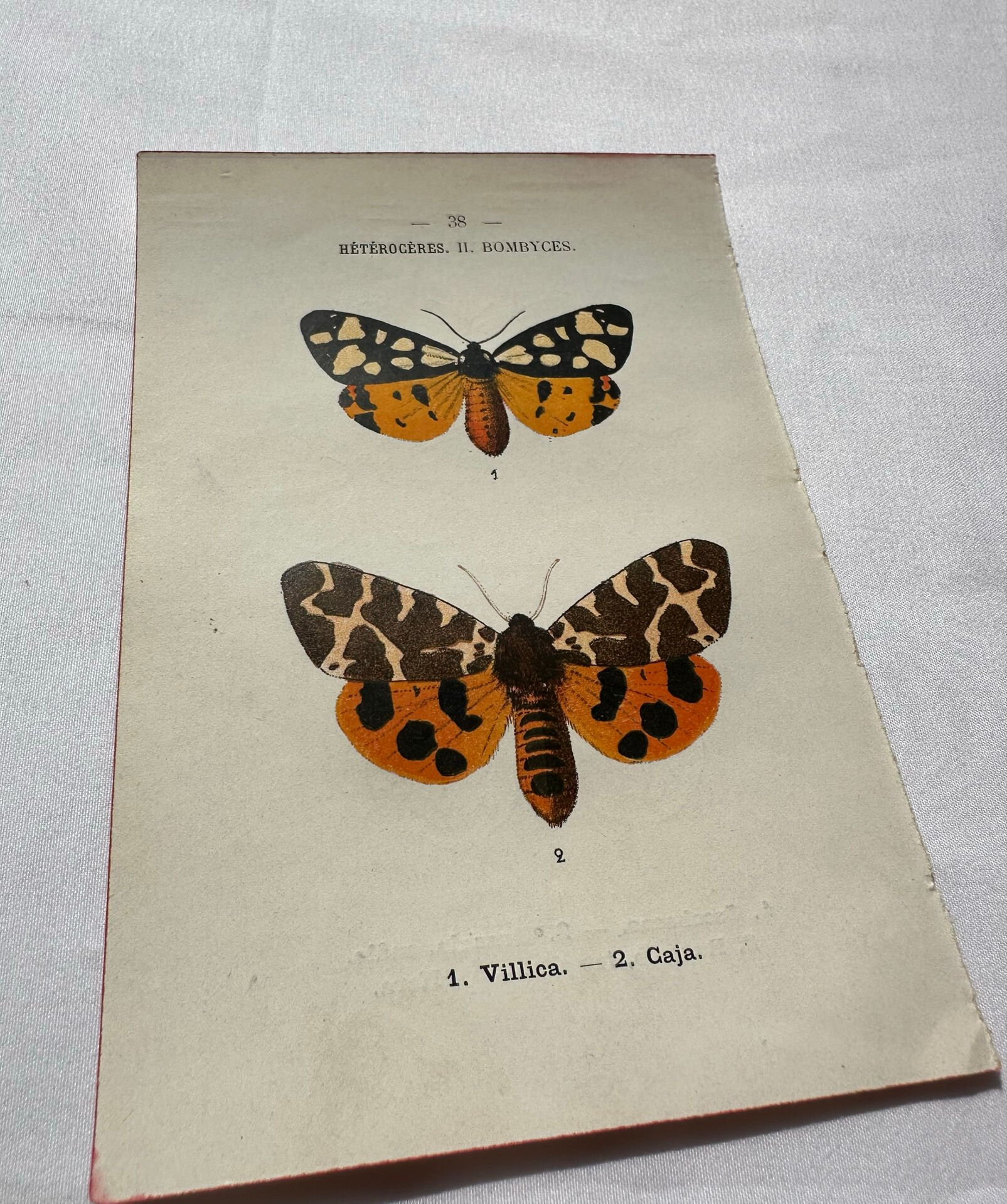 Naturalist engraving Butterfly 19th-century original botanical poster 1800