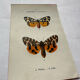 Naturalist engraving Butterfly 19th-century original botanical poster 1800