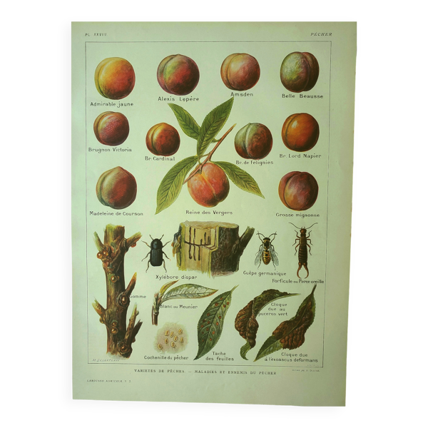 Gravure ancienne 1921 - Pèche par Dessertenne - Fruit du verger vintage — Beyit