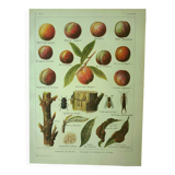 Antique engraving 1921 - Peach by Dessertenne - Vintage orchard fruit