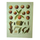 Antique engraving 1921 - Peach by Dessertenne - Vintage orchard fruit