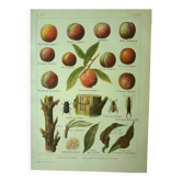 Gravure ancienne 1921 - Pèche par Dessertenne - Fruit du verger vintage