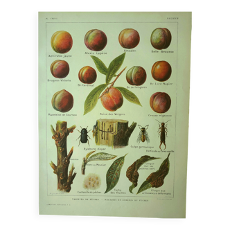 Gravure ancienne 1921 - Pèche par Dessertenne - Fruit du verger vintage