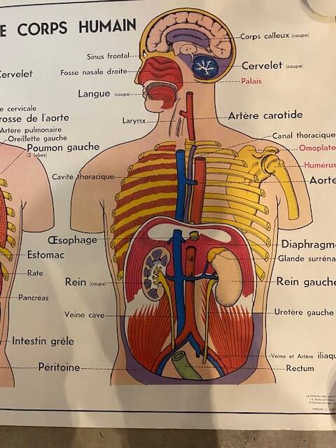 Old educational school poster the human body and muscles table n°1