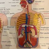 Old educational school poster the human body and muscles table n°1