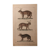 Lithograph late 19th watercolor mammals.