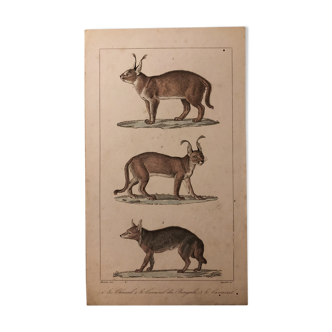 Lithograph late 19th watercolor mammals.