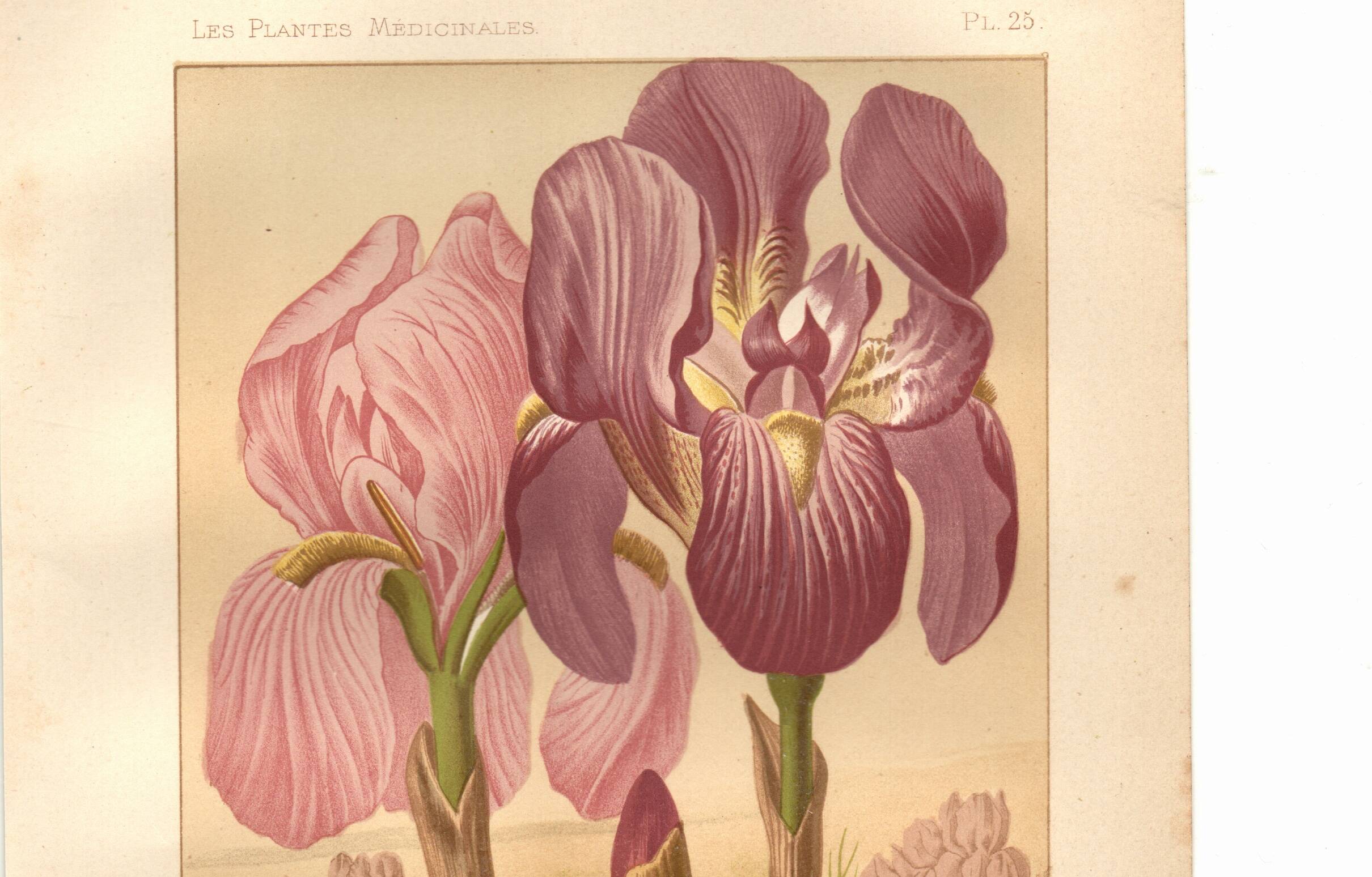 Old engraving from 1889 - Violet iris. Botanical plate of wild flower.