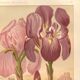 Old engraving from 1889 - Violet iris. Botanical plate of wild flower.