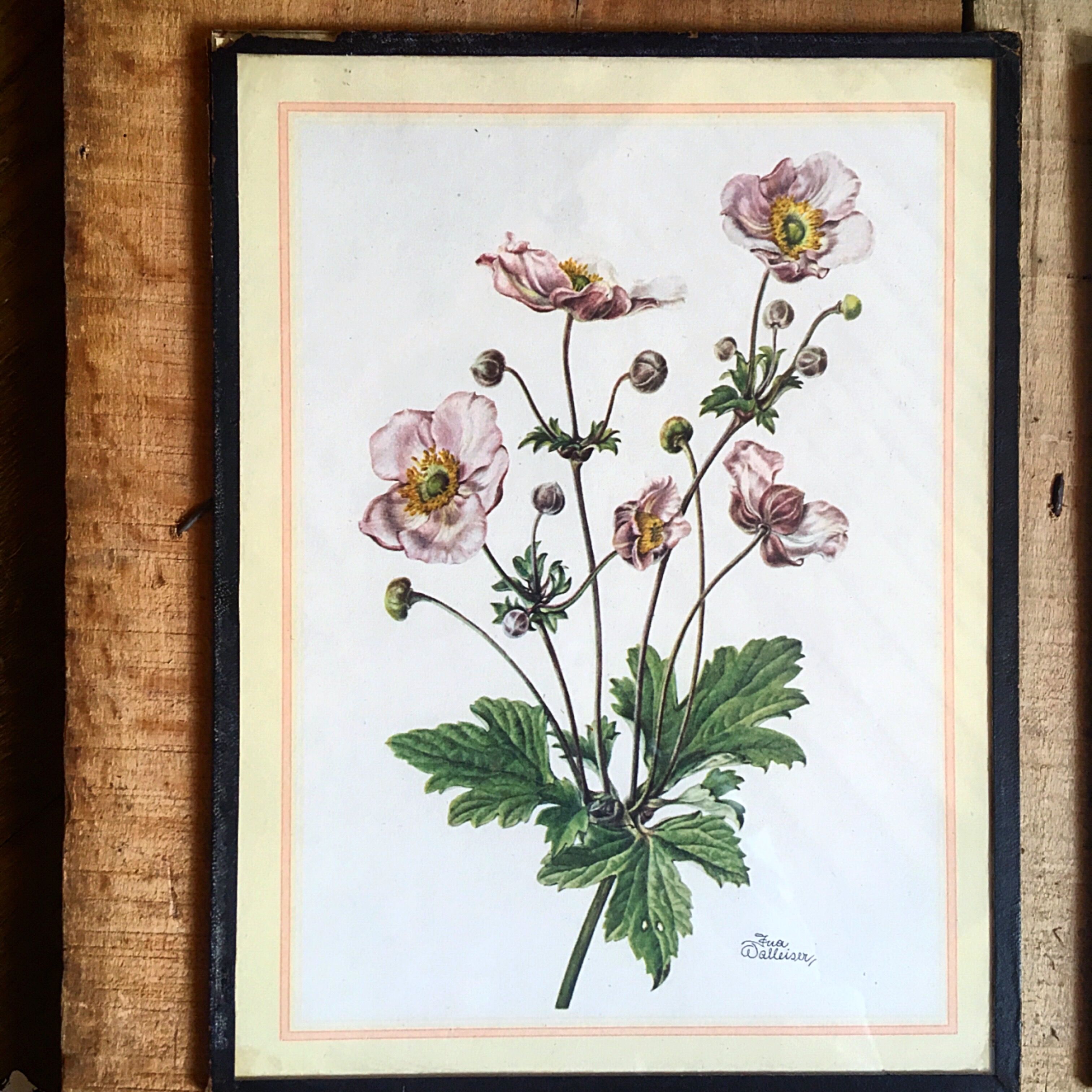 Set of three illustrations of vintage flowers under glass, 1960/1970s