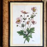 Set of three illustrations of vintage flowers under glass, 1960/1970s