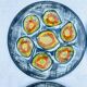Mbfa pornic oyster plates, 1960
