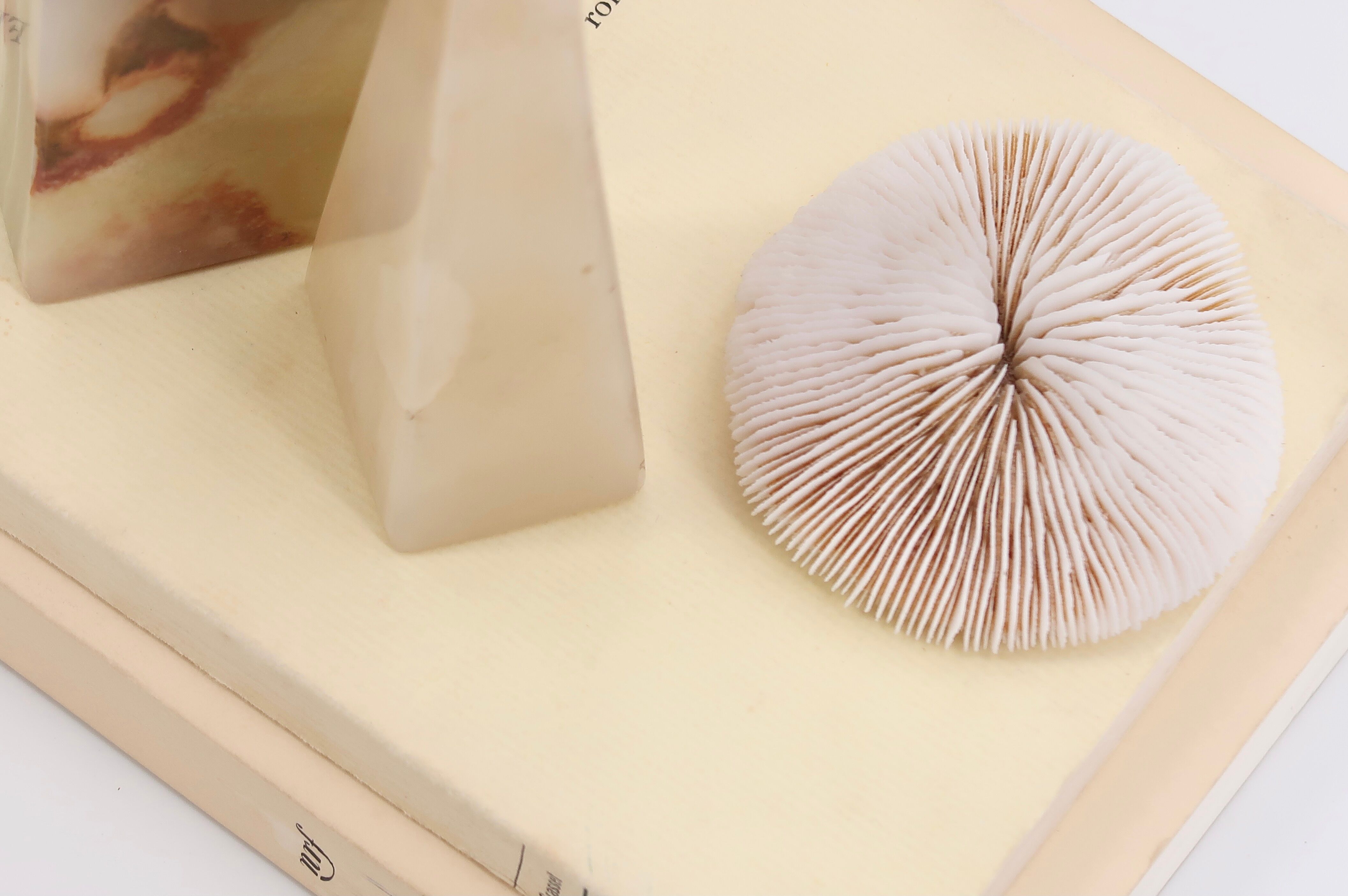 Corail blanc, cabinet de curiosités
