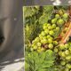 Vintage French still life - grapes (30x30 cm)