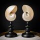 Nautilus / Pearly Nautilus, Black Turned Wood Base H: 24 cm