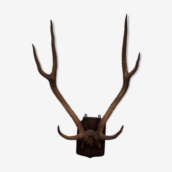 Deer slaughter trophy