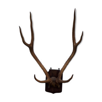 Deer slaughter trophy