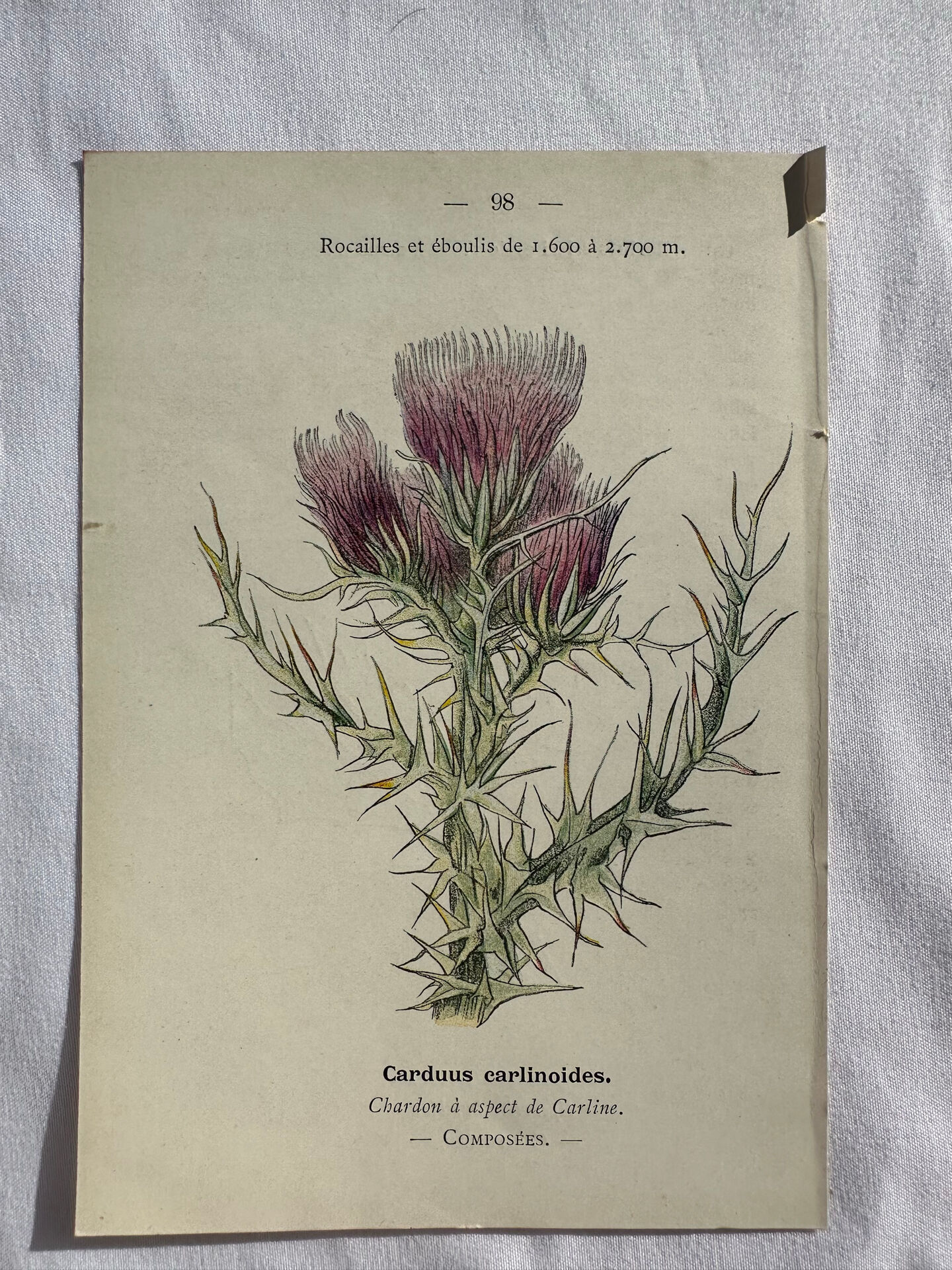 Naturalist Plate – 19th Century Botanical Engraving, Double-Sided
