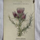 Naturalist Plate – 19th Century Botanical Engraving, Double-Sided