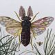 Illustration ancienne "insectes", Impression vintage années 60