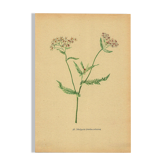 Illustration ancienne de 1948 de fleurs des prés par H.Strache -Achillée