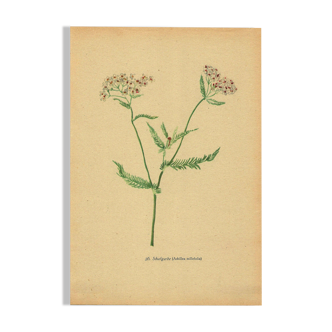 Illustration ancienne de 1948 de fleurs des prés par H.Strache -Achillée