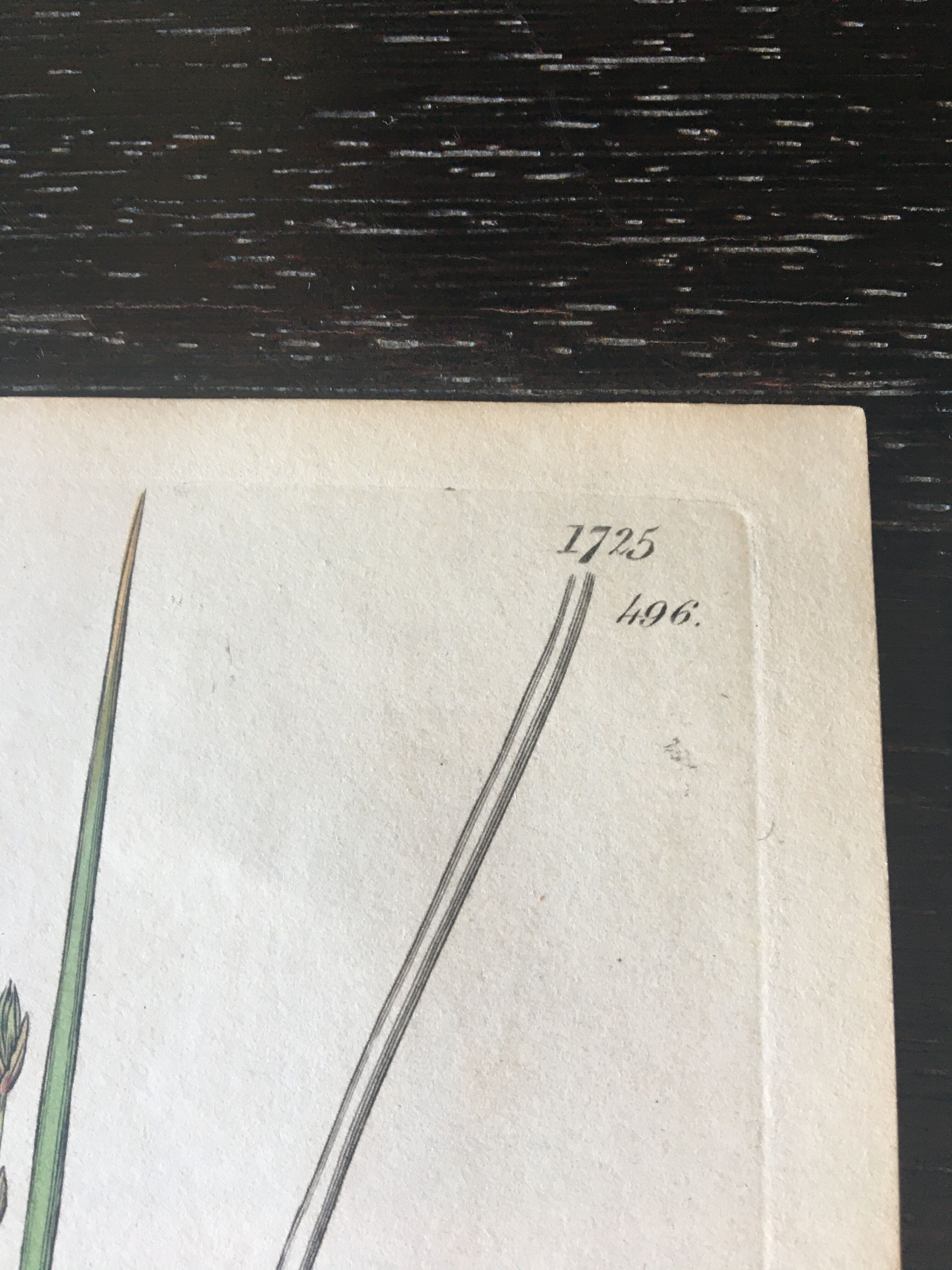Duo de planches botaniques anglaises , édition 1809