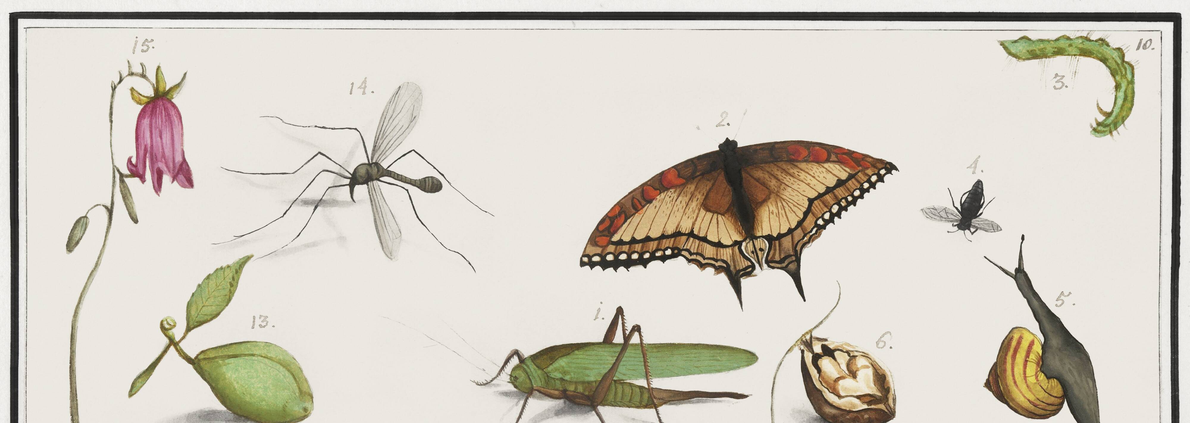 Petite affiche sur “les insectes et végétaux”, d’après une gravure ancienne
