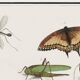 Petite affiche sur “les insectes et végétaux”, d’après une gravure ancienne