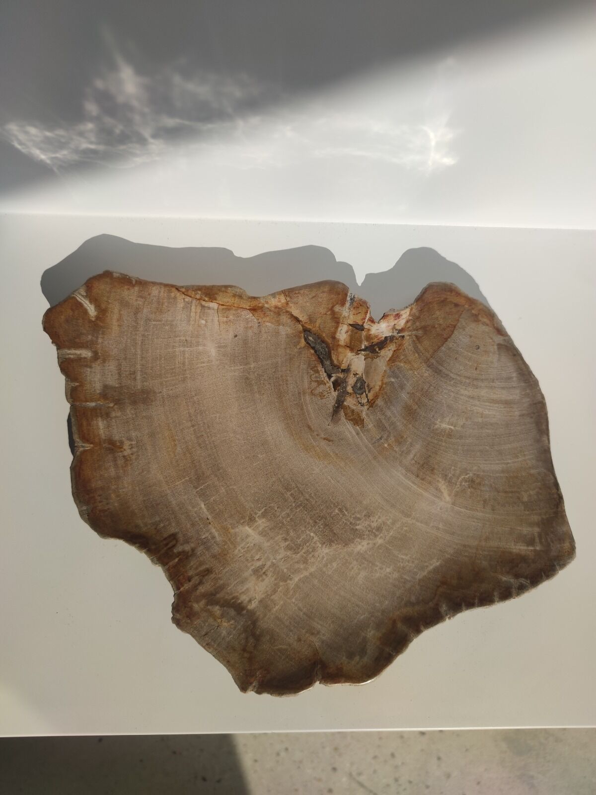 Large empty pocket or flat petrified wood - 30cm