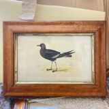 Bird lithographs