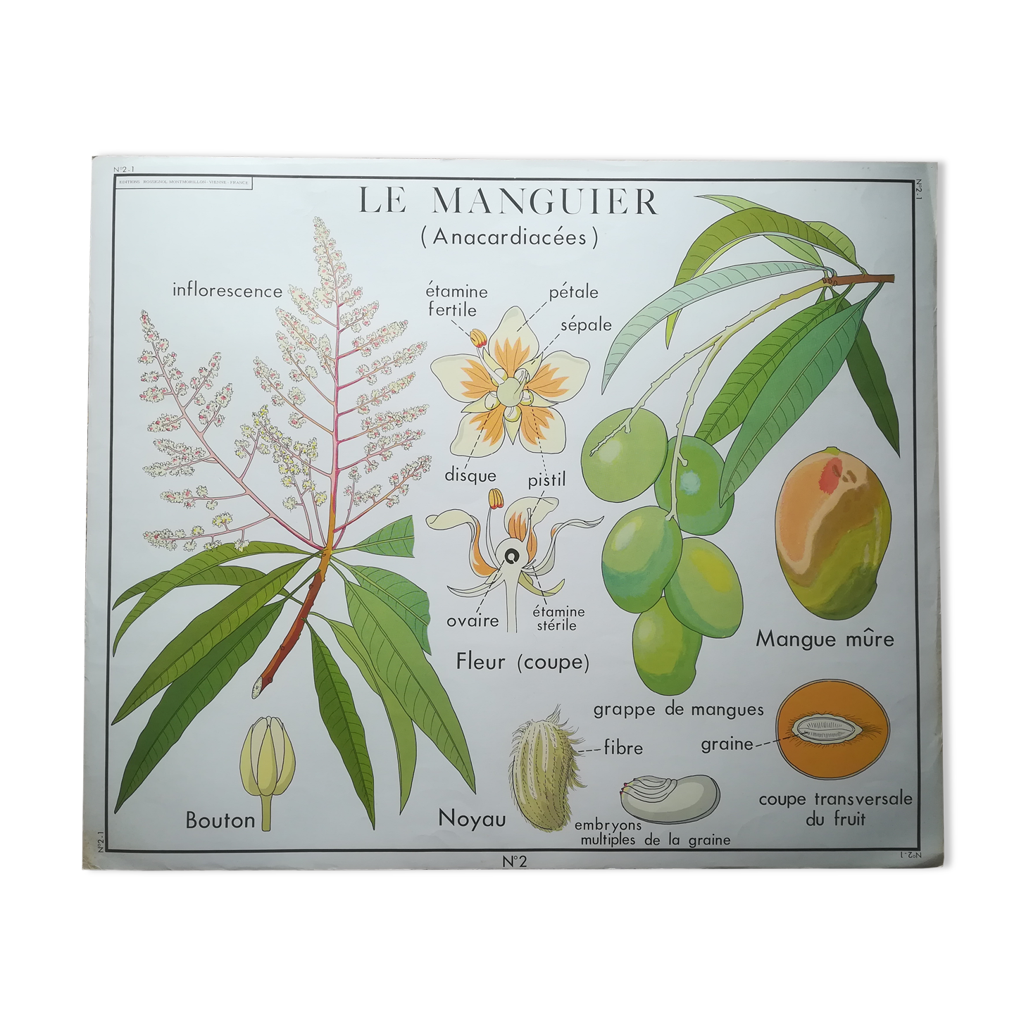 Affiche pédagogique Rossignol "Le cotonnier et le manguier" vintage.