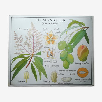 Affiche pédagogique Rossignol "Le cotonnier et le manguier" vintage.