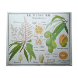 Rossignol pedagogical poster "The cotton tree and the mango tree" vintage.