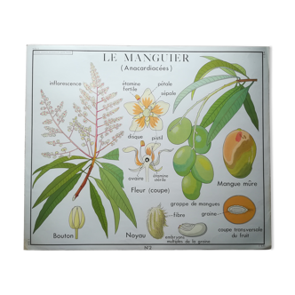 Affiche pédagogique Rossignol "Le cotonnier et le manguier" vintage.