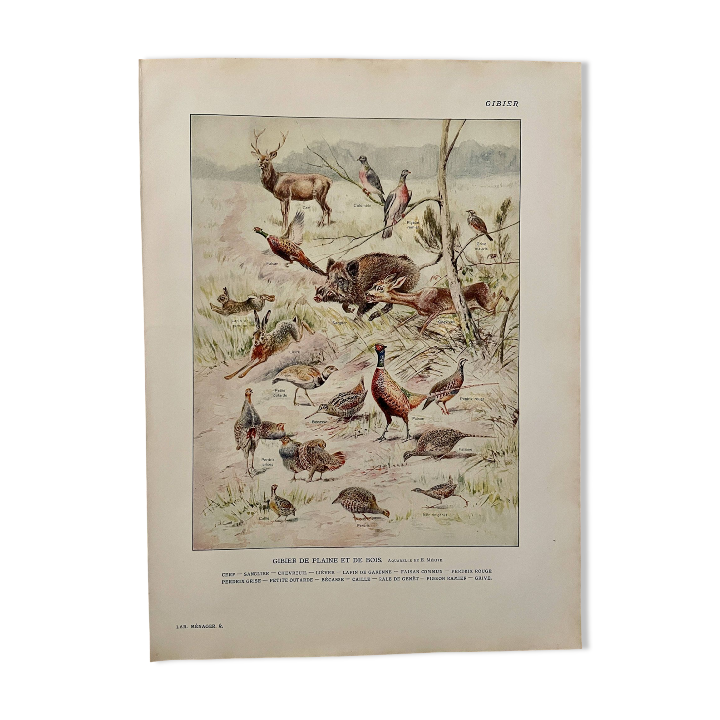 Old illustration on game (hunting) - 1920