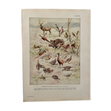 Old illustration on game (hunting) - 1920