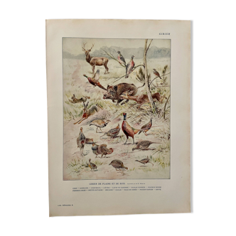 Ancienne illustration sur le gibier (chasse) - 1920